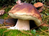 Rompecabezas Mushroom
