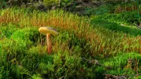 Zagadka Mushroom and moss