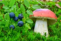 パズル Mushroom and berries