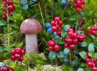 Bulmaca Mushroom and berries