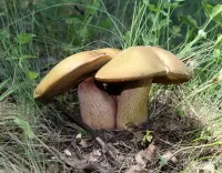 Слагалица Underoak mushroom