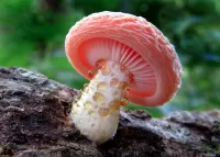 Bulmaca Mushroom rhodotus