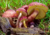 Rompicapo Blewits