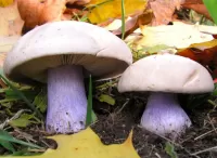 Bulmaca Mushroom sintoka