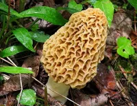 Puzzle Morel mushroom