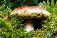 Bulmaca Mushroom in the grass
