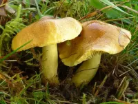 Rompecabezas Mushroom zelenushka