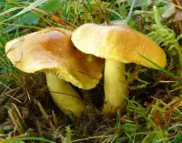 パズル Green mushroom
