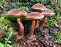 Zagadka Mushrooms