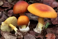 パズル Mushrooms