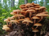 Jigsaw Puzzle Mushrooms