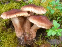 Zagadka Mushrooms