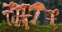 Slagalica Mushrooms