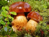 Bulmaca Mushrooms