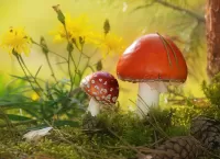 Quebra-cabeça Mushrooms