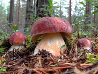 Bulmaca mushrooms