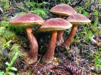 Слагалица Mushrooms
