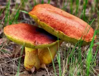 Rätsel Mushrooms