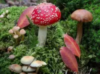 Rätsel Mushrooms
