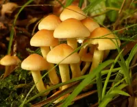 Puzzle Mushrooms