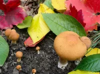 パズル mushrooms and leaves