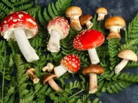 Jigsaw Puzzle Mushrooms and fern