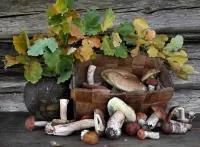 Jigsaw Puzzle Mushrooms and branch