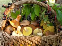 Zagadka Mushrooms and berries