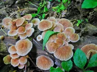 Rompicapo Mushrooms on the tree