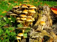 Jigsaw Puzzle Mushrooms on a stump