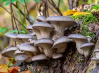 Jigsaw Puzzle Mushrooms on a tree stump