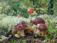 Zagadka Mushrooms in the rain