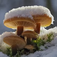 パズル Fungi under the snow