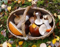 Jigsaw Puzzle Mushrooms in a basket