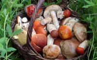Jigsaw Puzzle Mushrooms in the basket
