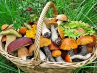 Puzzle Mushrooms in a basket