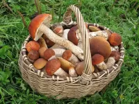 Bulmaca Mushrooms in a basket
