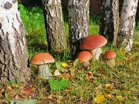 Puzzle Mushrooms