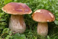 Bulmaca Mushrooms in the grass