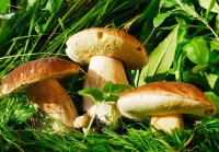 Quebra-cabeça mushrooms in the grass