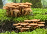 Jigsaw Puzzle Mushrooms in moss