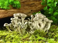 Bulmaca Mushroom company