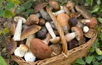 Bulmaca Mushroom basket