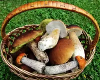 Puzzle Mushroom basket