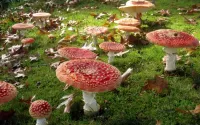 Rätsel Mushroom glade