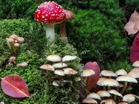 Rätsel Mushroom glade
