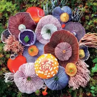 Quebra-cabeça Mushroom rainbow