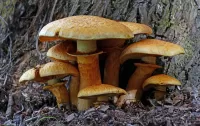 Quebra-cabeça Mushroom family