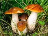 パズル Mushroom family