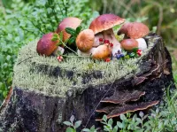 Jigsaw Puzzle Mushrooms on a stump